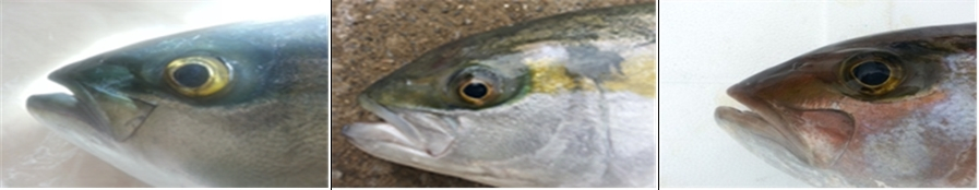(왼쪽부터) 방어, 부시리, 잿방어 대가리의 모습. /사진=국립수산과학원