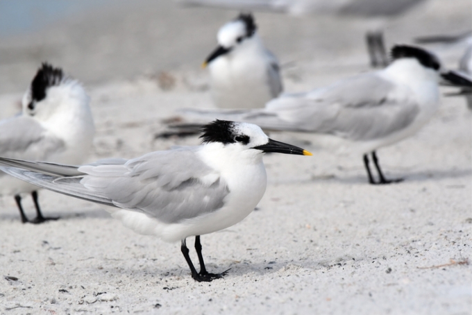영국 철새 샌드위치제비갈매기. 멸종위기 '관심' 등급 조류다./사진제공=게티이미지뱅크