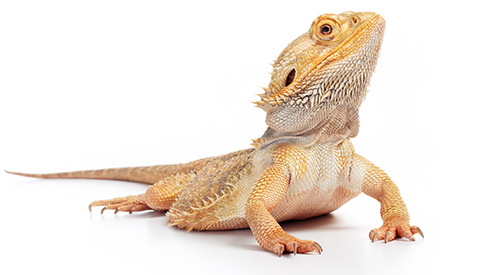 미국 감염병컨트롤타워인 질병통제예방센터(CDC)는 최근 애완용 턱수염도마뱀(pet bearded dragon)으로 25개 주(州)에서 44명이 살모넬라 증세를 나타냈다고 밝혔다. / 사진=미국질병통제예방센터(CDC)