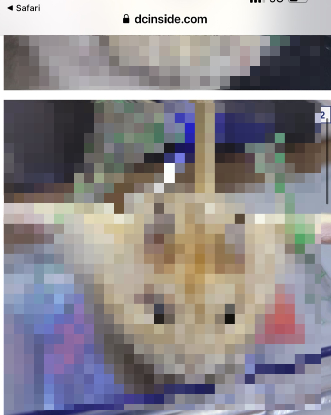 지난 16일 새벽 1시쯤 온라인 커뮤니티 디시인사이드 '야옹이 갤러리'에는 햄스터의 팔 다리를 나무젓가락으로 만든 십자가에 묶은 학대 사진이 올라왔다./사진제공=동물권단체 케어