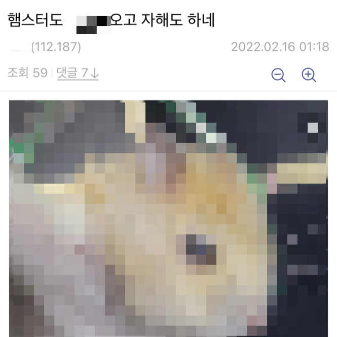 지난 16일 새벽 1시쯤 온라인 커뮤니티 디시인사이드 '야옹이 갤러리'에는 햄스터의 팔 다리를 나무젓가락으로 만든 십자가에 묶은 학대 사진이 올라왔다./사진제공=동물권단체 케어