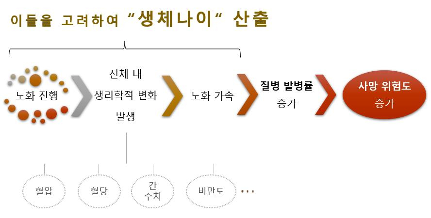 생체나이 측정 과정