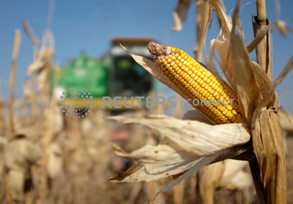 A combine machine harvests corn in a field near the village of Moskovskoye, outside Stavropol in southern Russia, October 14, 2014. REUTERS/Eduard Korniyenko