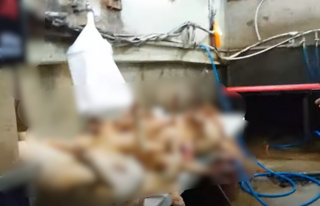 개농장 철폐, 식용 종식을 목표로 활동하는 유튜버 '스나이퍼 안똘'이 모란 개시장에 잠입해 파악한 실태 영상. 개고기가 여전히 버젓하게 판매되고 있는 모습./사진=스나이퍼 안똘 유튜브