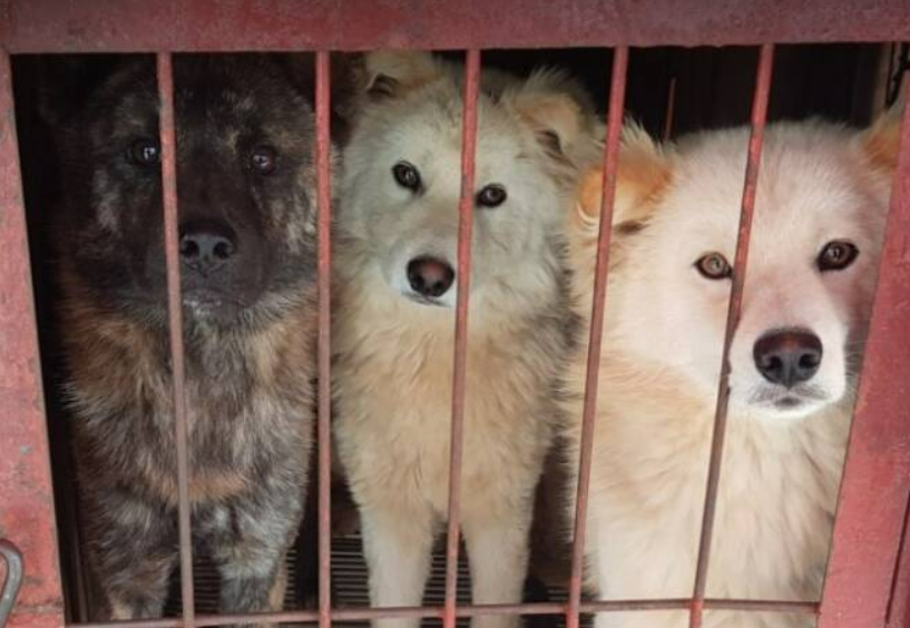 뜬장에 갇혀 바라보는 개들의 눈빛. 반려견과 식용견은 다르지 않다. 호의를 품고 꼬릴 흔들고 귀를 젖히고, 당신을 좋아한다는 뜻이다./사진=동물자유연대