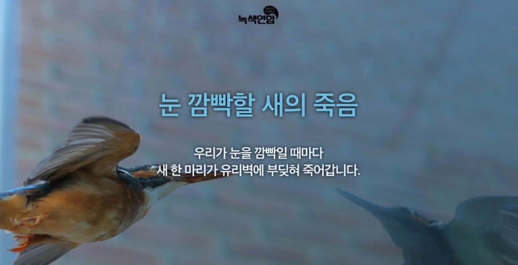 눈을 한 번 깜빡이면, 새가 유리창에 부딪혀 한 마리씩 죽는다는 것.항상 기억해야 할 이야기./사진=녹색연합