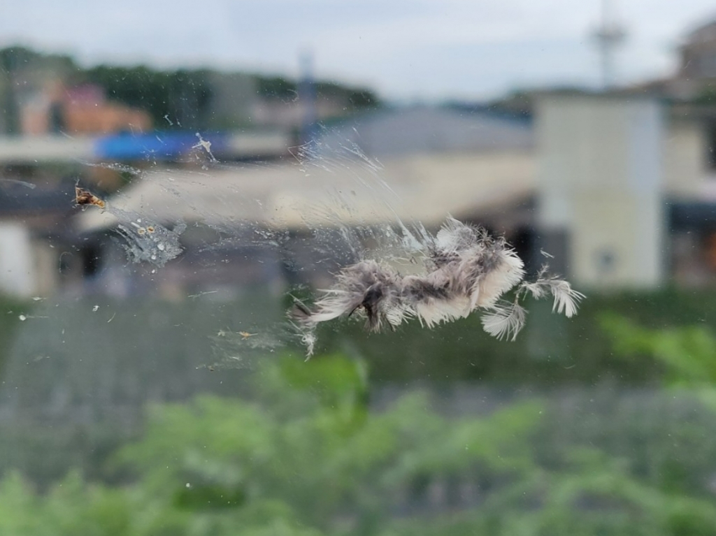 6월 14일 오후, 경기도 수원의 유리 방음벽에 충돌한 새의 흔적. 자연관찰앱인 '네이처링앱'의 <야생조류 유리창 충돌 조사 미션>에선 전국 곳곳의 유리방음벽과 유리 건물에 부딪히는 새의 종류와 수가 세세하게 기록되고 있다. 더 많은 이들이 참여할 수록 신뢰할 수 있는 통계가 쌓이고, 충돌 방지 대책을 세우는데 중요한 자료가 된다. 2018년부터 현재까지 3만 2920개의 새 충돌 관찰 기록이 쌓였다./사진=네이처링앱