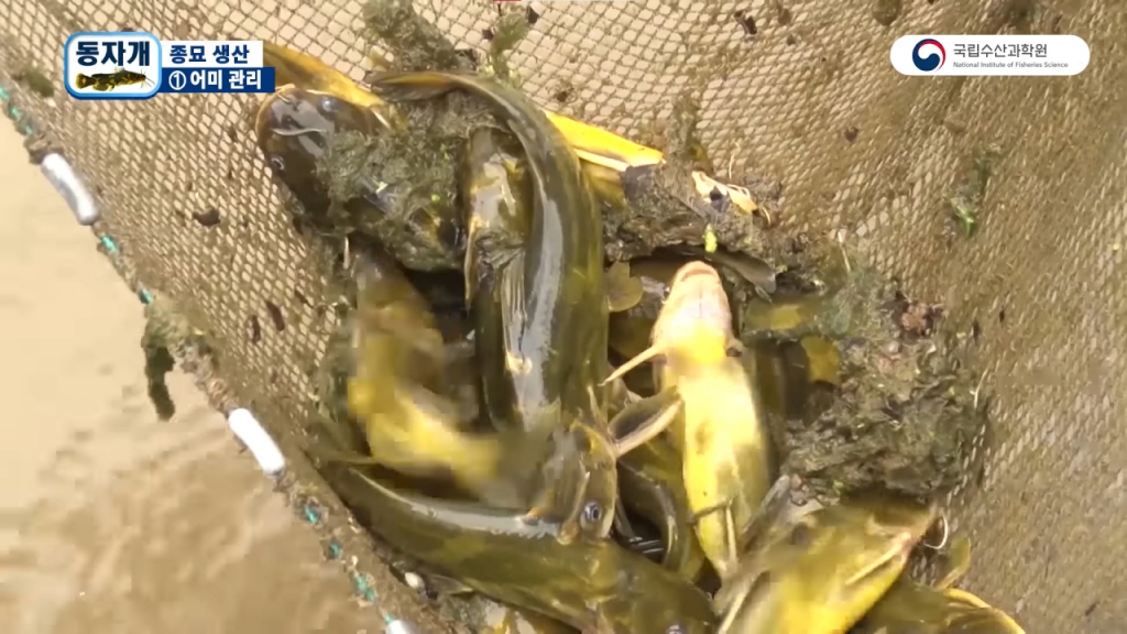 양식을 위해 동자개 어미를 선별하는 모습 /사진제공=국립수산과학원 