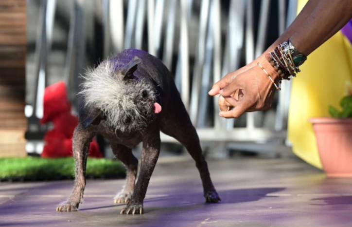 '2022 세계에서 가장 못생긴 개' 대회에서 1등을 차지한 '미스터 해피 페이스'(17)/AFPBBNews=뉴스1