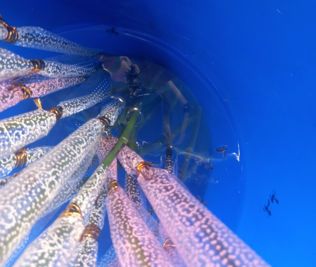 서울 은평구에서 꽃집을 하는 오행순씨가 장미를 꽂아두고 파는 통에 4일 오후 1시쯤 물이 고였고 러브버그들이 20여마리 죽어있다./사진=김성진 기자. 