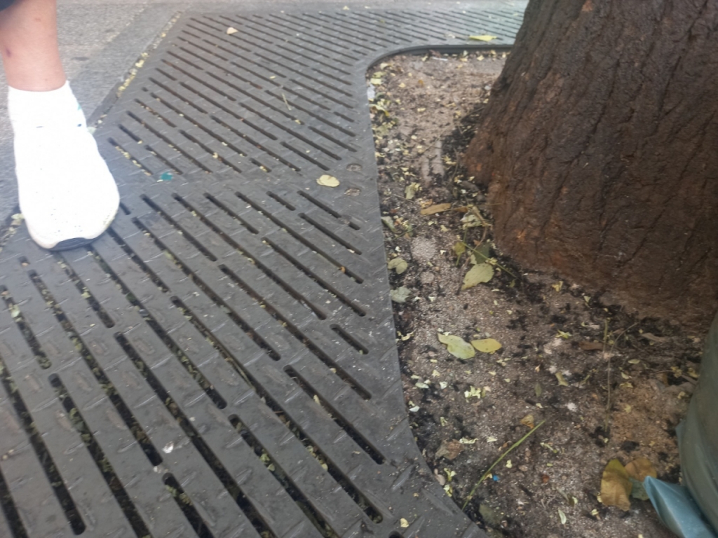 서울 은평구의 한 꽃집 상인 오행순씨(74)는 이날 아침 빗자루로 쓸지 못한 가로수 아래 러브버그 사체들을 보여줬다. 적어도 200마리는 돼 보였다. /사진=김성진 기자