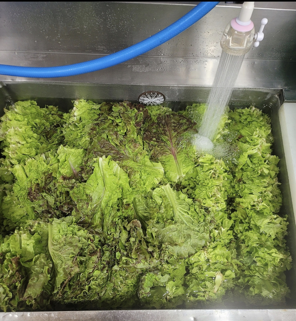 한 자영업자가 '금상추'라며 자영업자 온라인 커뮤니티 '아프니까 사장이다'에 올린 상추 /사진=아프니까 사장이다 