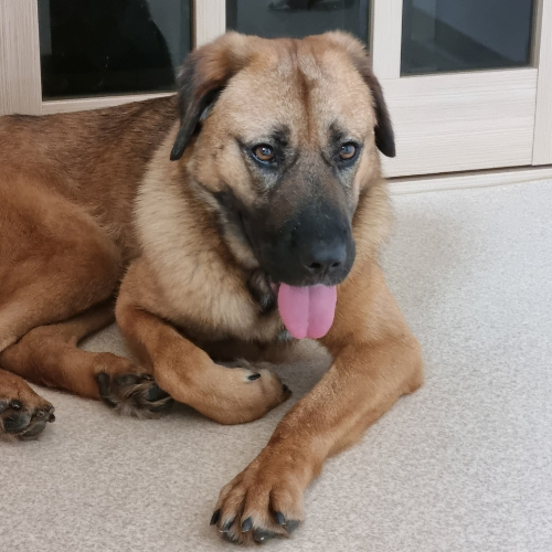 식용견과 반려견은 다르지 않다는 걸, 가족과 새 삶을 살며 아름답게 보여주기를. 그걸 다 떠나서 이젠 더는 고단하지 않고 행복하기를./사진=체리 보호자님 제공