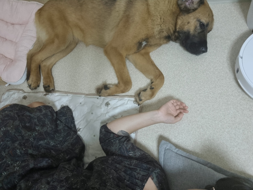 우린 이렇게 나란히 누워 잠도 자고요./사진=체리 보호자님 제공