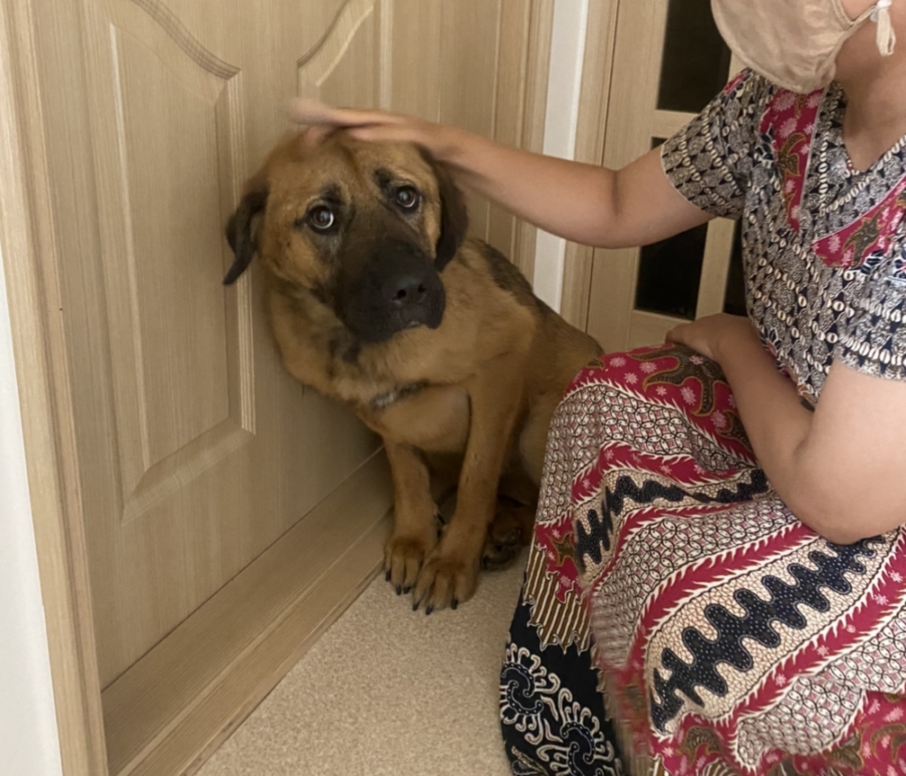 왕 크고 왕 귀엽다더니…실물을 보니 상상 이상으로 더 귀여웠다. 동그란 눈과 다소곳이 모은 앞발이 포인트. 쓰다듬어 주고 빗질해주는 걸 무척 좋아한다고./사진=귀여운 건 못 참는 남형도 기자