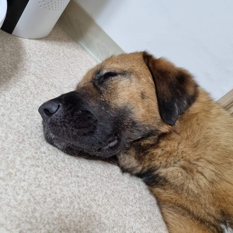 졸려서 정신 못 체리는 체리./사진=체리 보호자님 제공