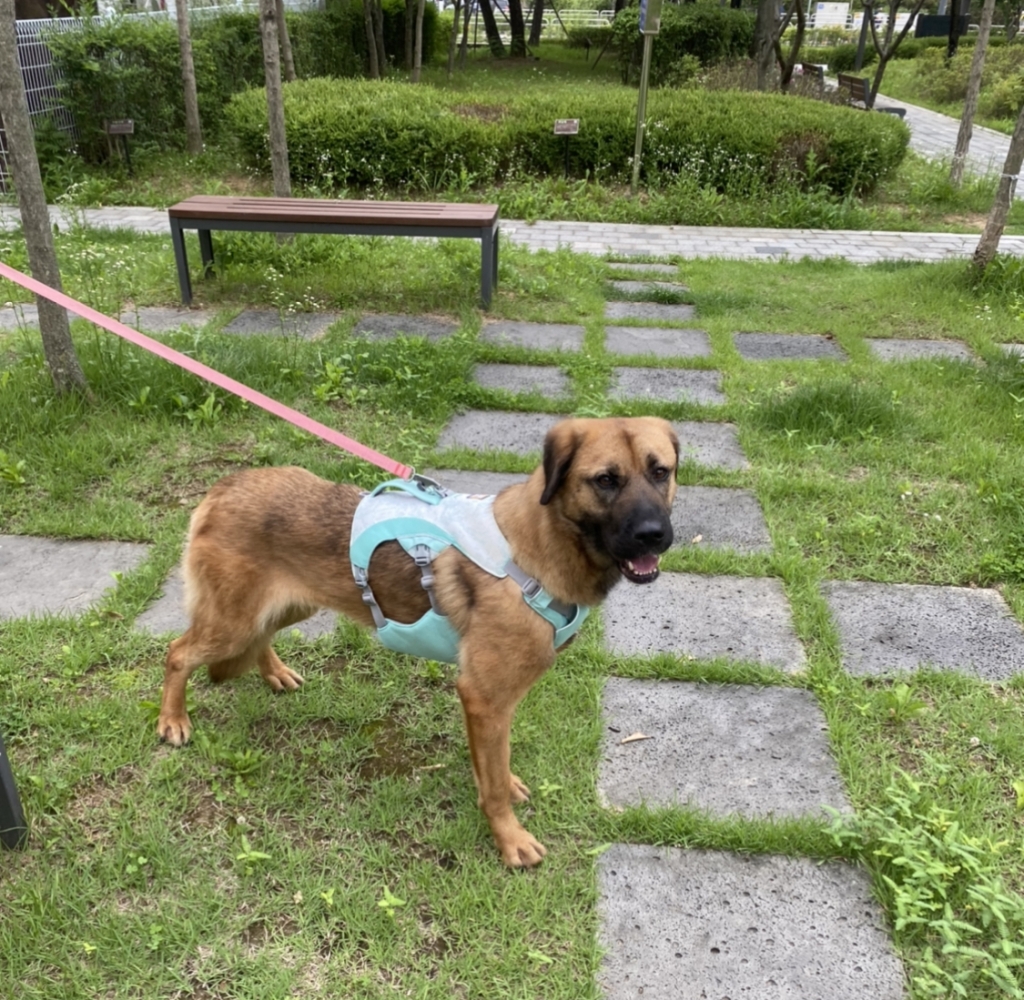 산책하다 포즈 한 컷./사진=남형도 기자