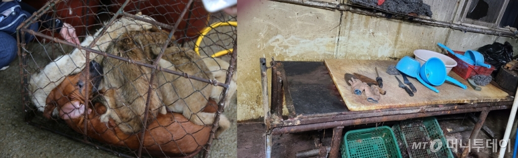 2021년 7월 동물행동권 카라 활동가들이 경기 의정부에서 개 도축업장을 발견했다. 왼쪽은 해당 업장에서 발견한 구조한 개들. /사진제공=동물행동권 카라