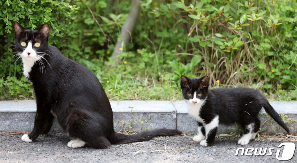 (수원=뉴스1) 조태형 기자 = 맑은 초여름 날씨가 이어진 28일 오후 경기도 수원시내 한 골목에서 똑 닮은 어미 고양이와 새끼 고양이가 햇볕을 쬐며 산책하고 있다. 2020.5.28/뉴스1