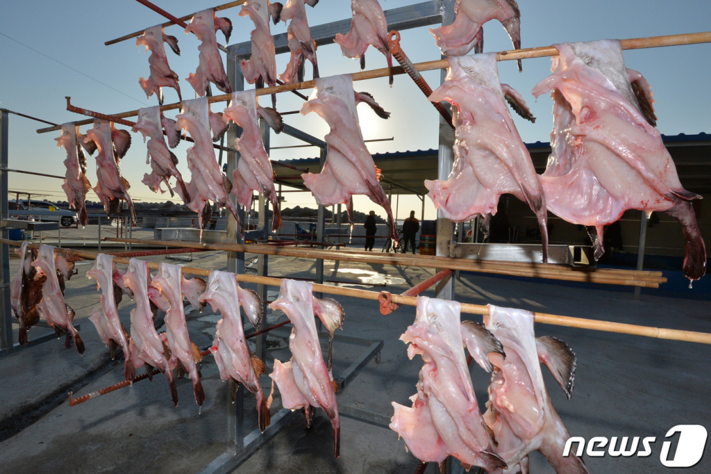 경북 포항시 남구 구룡포읍 해안가에서 어민들이 아귀를 말리고 있다. 2020.12.1/뉴스1  