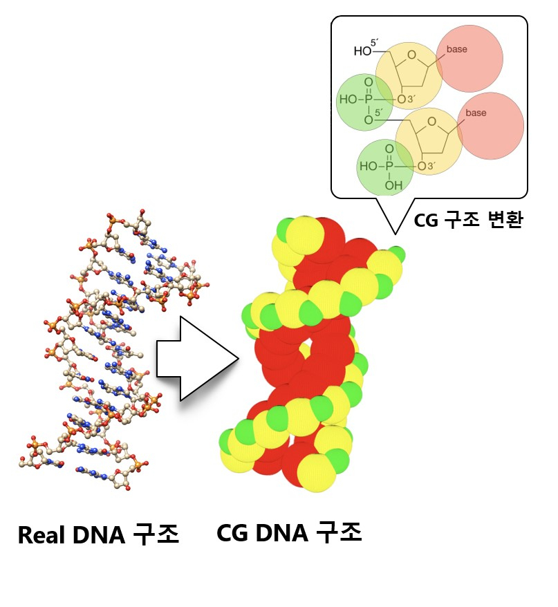 한국원자력연구원은 DNA의 원자구조 모형(좌)을 '굵은 알갱이(Coarse Grained)' 모형(우)으로 크게 변환시켜 연구를 진행했다. / 사진제공=한국원자력연구원