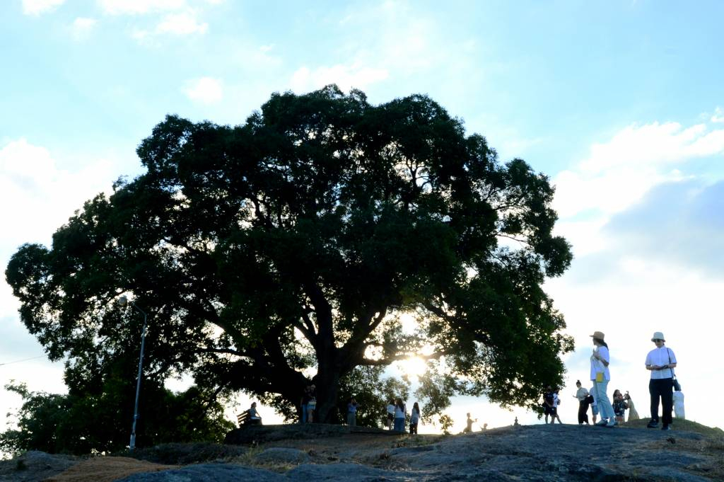 [창원=뉴시스] 차용현 기자 = 29일 오후 ENA 드라마 '이상한 변호사 우영우'에 등장한 경남 창원시 의창구 대산면 북부리 동부마을 팽나무가 큰 인기를 끌면서 관광객들의 발길이 이어지고 있다. 2022.07.29.