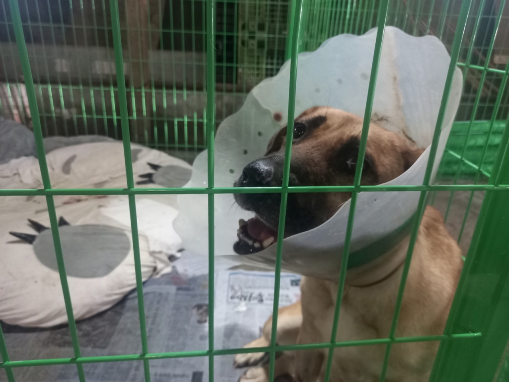 12일 계양산 농장 슬레이트 견사에서 도사견 젤리가 웃고 있다. 젤리는 비닐하우스 견사에 살다가 옆 칸 개에게 다리를 물려 치료를 받고 있다. 평소 사람을 좋아해 손을 대면 몸을 부빈다고 한다./사진제공=계양산 시민동물보호소 아크.