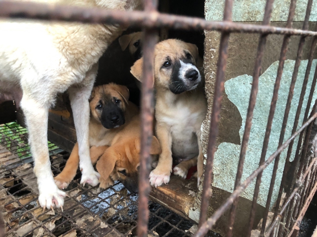 2020년 동물권단체들이 계양산 개농장에서 식용견들 소유권들 포기받을 당시 사진. 가로,세로,높이 1m 남짓 철장에 개 여러마리가 함께 살아야 했다. /사진제공=계양산 시민동물보호소 아크.