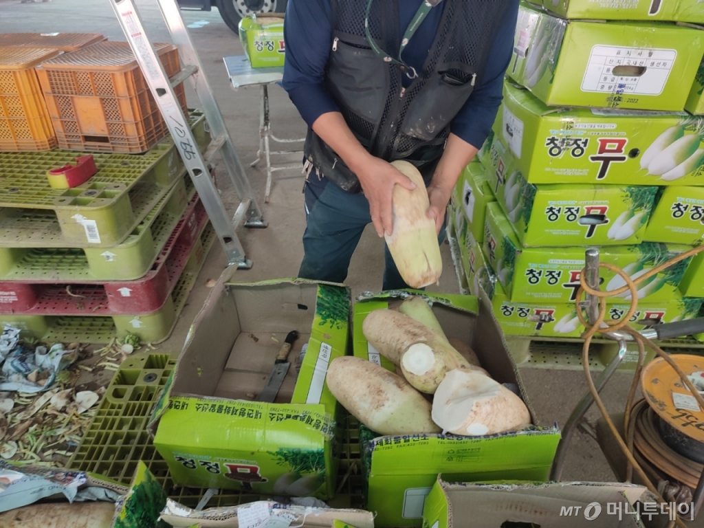 17일 오전 서울 송파구 가락동농수산물시장에서 농수산물 도매업자 박모씨가 무를 고르고 있다. /사진=정세진 기자 
