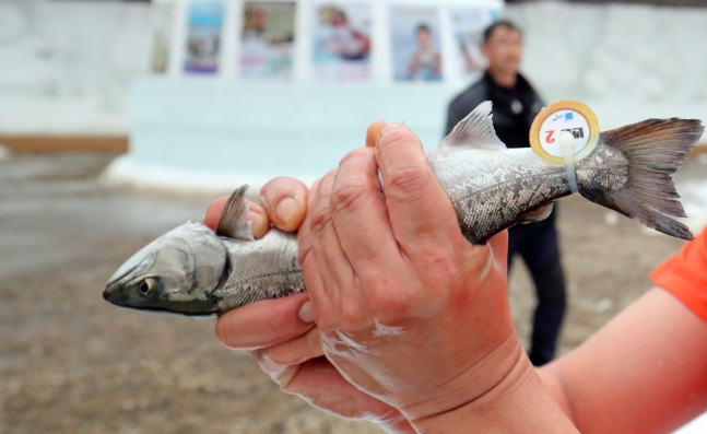 연구자들은 어류 동물의 입과 머리 주변에 20개가 넘는 '수용기(자극을 받아들이는 구조)' 또는 '통증 수용체가 있다고 한다. 낚싯 바늘에 입이 꿰이고, 맨손으로 꽉 쥐어질 때, 바닥에 내동댕이 쳐질 때, 모두 고통을 느낀다는 의미다. 강원도 화천 산천어 축제서 맨손으로 꽉 잡힌 산천어의 모습./사진=뉴스1