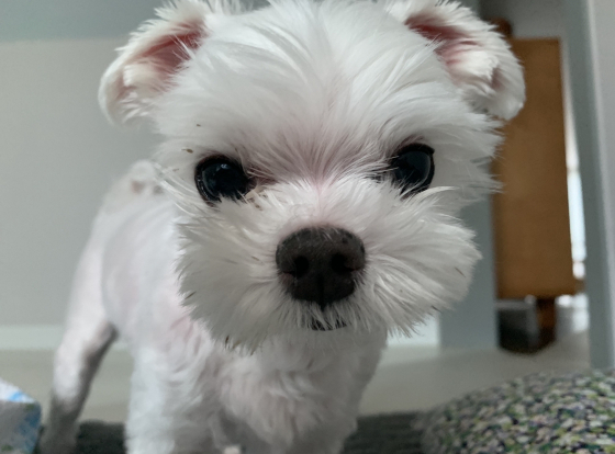 웃지 않을 때 똘이 모습. 확실히 위 사진과 달라 보인다./사진=이 사진도 그냥 좋은 남형도 기자