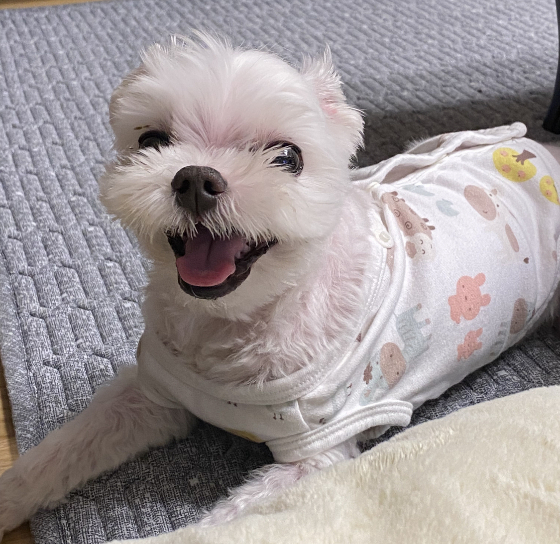 꼬까 옷을 입고 웃는 똘이 사진./사진=남형도 기자