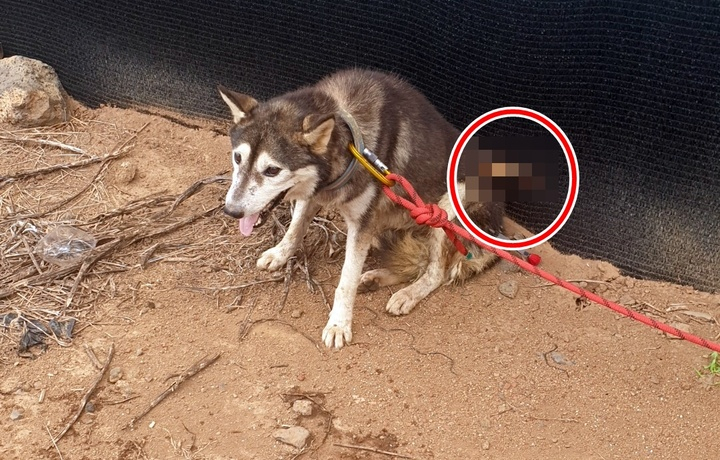 제주에서 몸통에 화살이 박힌 개가 발견돼 경찰이 수사를 벌이고 있다. 지난 26일 제주시 한경면 소재 한 도로변에서 몸통에 화살(붉은원)이 꽂힌 강아지가 숨을 헐떡이며 앉아 있다./사진제공=제주시/사진=뉴시스