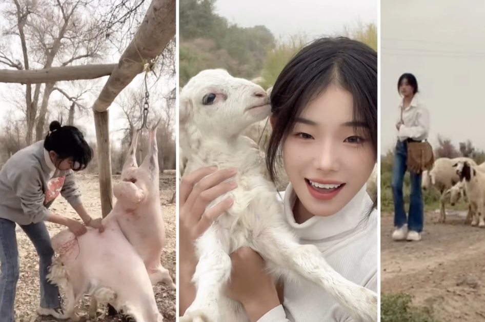 신장 위구르 자치구에 사는 후이란(21)이 양을 도살하는 등의 영상으로 545만 팔로워를 얻었다./사진=틱톡