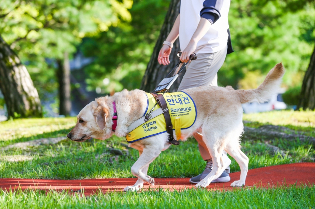 안내견 보행 모습/사진제공=삼성전자