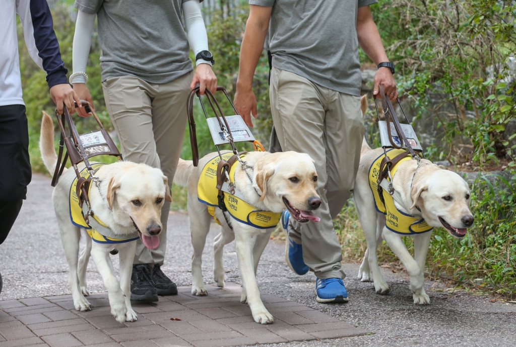 보행 연습 중인 훈련견/사진제공=삼성전자