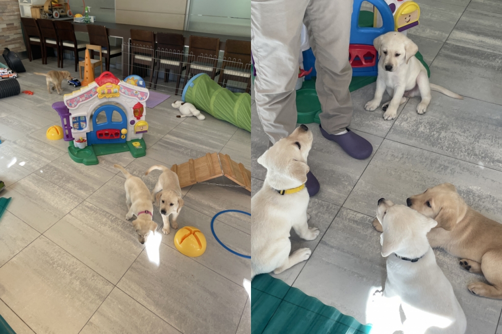 퍼피워킹(시각장애인 안내견이 되기 전 일반 가정에서 지내며 겪는 사회화 활동)을 앞두고 있는 안내견 후보들/사진=한지연기자