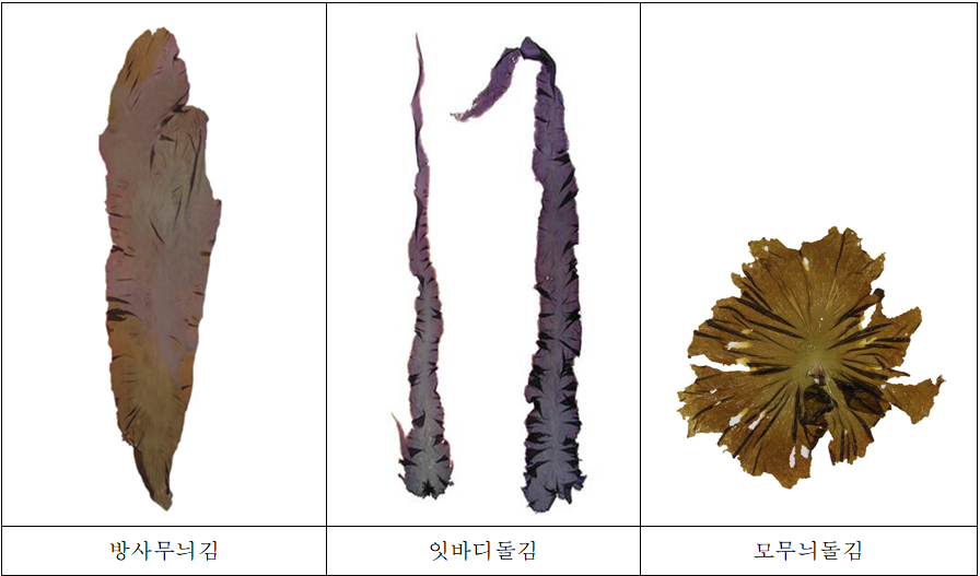 우리나라에서 양식하는 김 3종 /사진제공=국립수산과학원
