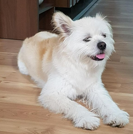 똘이의 모습./사진=똘이 보호자님