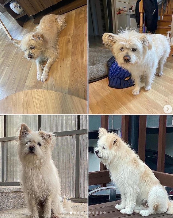 다양한 똘이의 모습./사진=똘이 보호자님