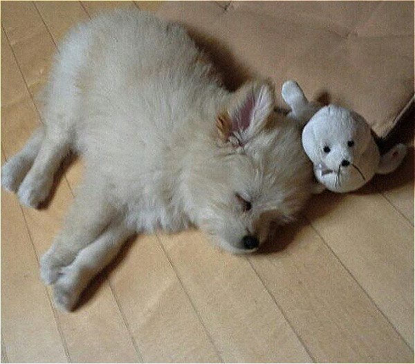 똘이 어렸을 때 사진./사진=똘이 보호자님