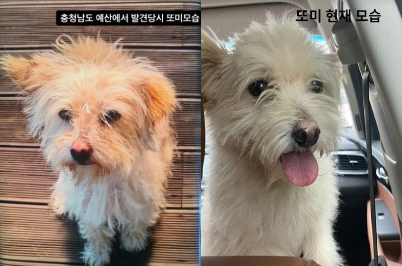 실종된 똘이를 찾아다니다가, 똘이 가족들이 구조한 '또미'. 똘이가 아니라 또미 모습이다. 또미도 많이 적응하고 건강해졌다. 표정부터 다르니. 똘이도 이리 돌아와, 동생 또미와 함께 산책하길./사진=똘이 보호자님