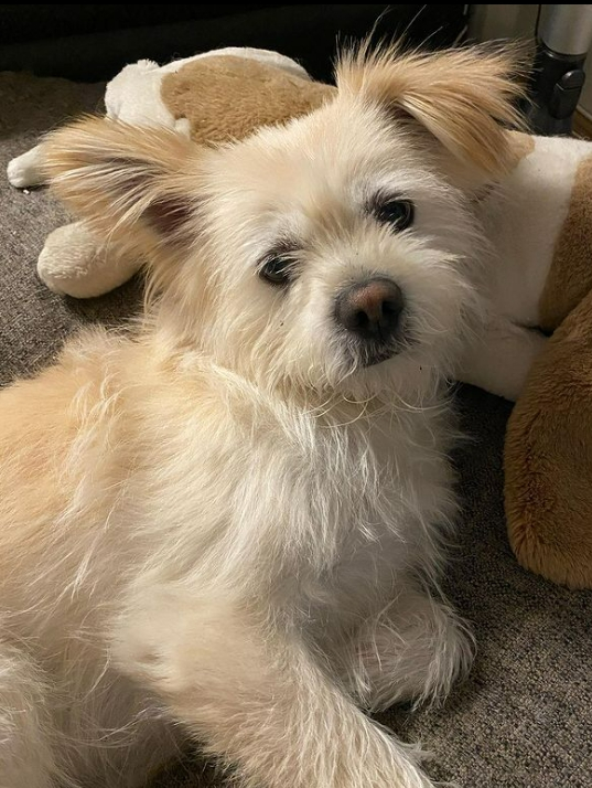 똘이의 모습을 자세히 봐주기를./사진=똘이 보호자님