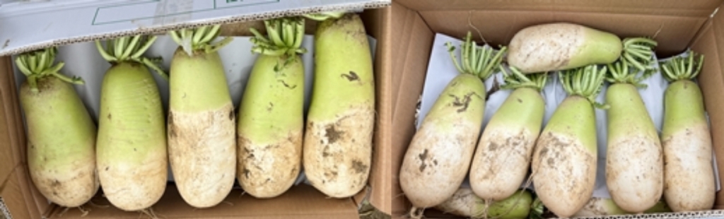 홈플러스에서 일반 무로 판매할 예정인 무(왼쪽) 상품과 '맛난이' 무로 판매할 예정인 무(오른쪽) 상품의 모습. 외관상으로는 큰 차이가 없다./사진= 임찬영 기자