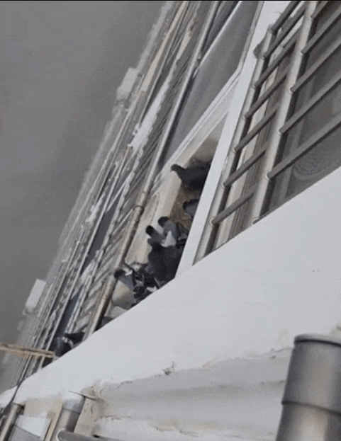 비둘기 밥을 챙겨주는 아파트 주민. 해당 가구의 실외기 위에 수십마리에 달하는 비둘기가 모여있다. /사진=온라인 커뮤니티