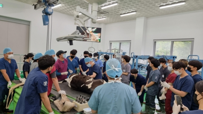 지난 7월 8일 강원도 평창 산업동물임상교육연수원에서 수의학과 학생들이 소 진료에 대한 교육을 받고 있다. 대한수의사회에 따르면 전국에서 대동물을 치료할 수 있는 동물병원 수의사는 전체 수의사 면허 소지자의 6.5%(1407명)다./사진제공= 산업동물임상교육연수원