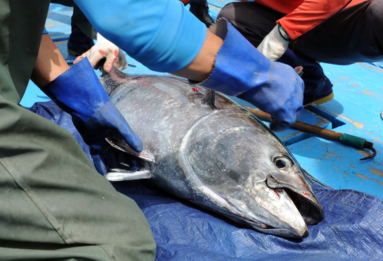 = 2018년 6월 22일 경남 통영시 욕지도 외해양식장에서 열린 참다랑어 출하행사에서 어민들이 참다랑어를 포획하고 있다.   이번에 출하하는 양식 참다랑어는 자연산 치어를 30kg까지 키워낸 것으로 올해는 약 30톤을 출하 할 계획이다. (해양수산부 제공) 2018.6.22/뉴스1  
