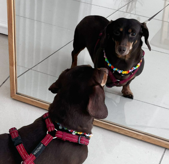 음, 나 좀 이쁘내…./사진=밤비 보호자 유지님