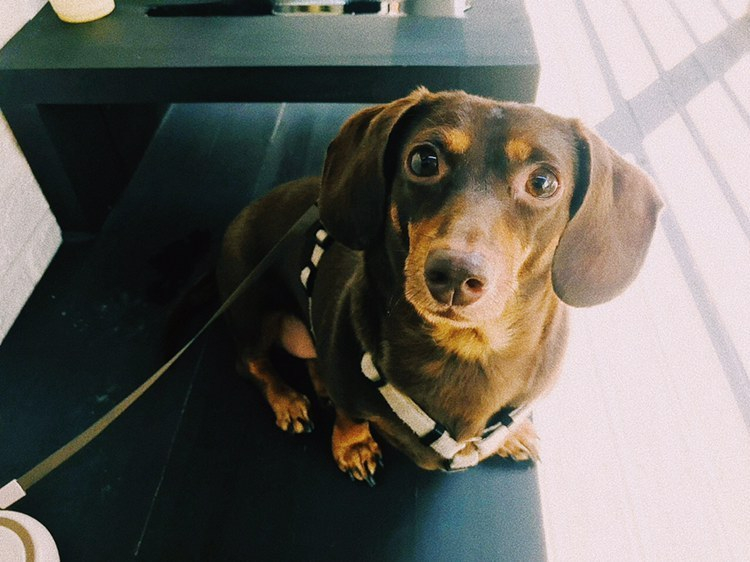 매일 햇살이 비추진 않더라도 이젠 괜찮아. 흐린 날에도 그 온기를 대신 채워줄 가장 좋은 가족이 있으니까. 그리고 바라본다. 차가운 바닥에 있을, 그 많은 버려진 아이들이, 밤비처럼 좋은 가족을 만나기를./사진=밤비 보호자 유지님