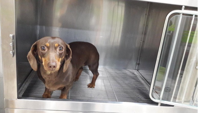 버려진 뒤 거릴 헤매며 이리 작고 말라갔을 갈색 강아지 '밤비'. 처음엔 이런 모습이었다. 위 사진과 비교해보면, 가족으로 맞아 함께하는 게 이 아이들에게 어떤 변화를 가져오는지 쉽게 알 수 있다./사진=밤비 보호자 유지님